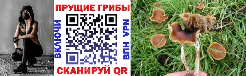 Галлюциногенные грибы Psilocybine cubensis  МЕГА ссылка  Находка 